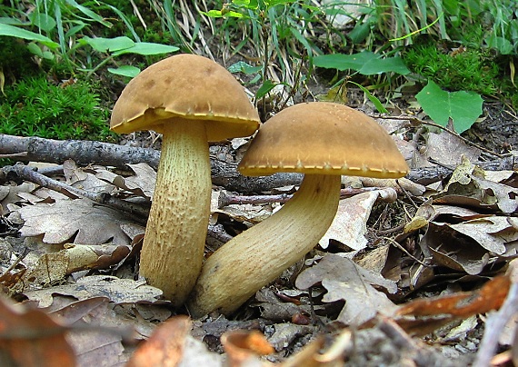 kozák žltopórový Leccinellum crocipodium (Letell.) Della Maggiora & Trassinelli