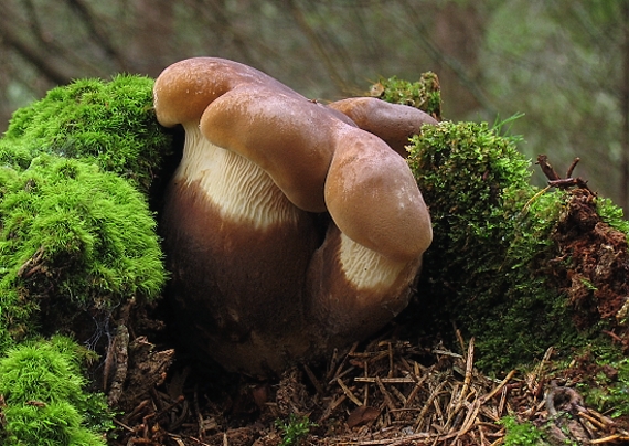 čechračka tmavohlúbiková Tapinella atrotomentosa (Batsch) Šutara