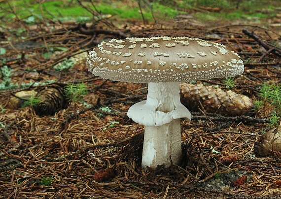 muchotrávka hrubá Amanita excelsa (Fr.) Bertill.