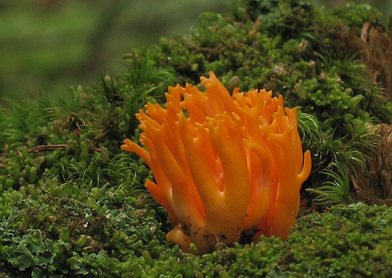 parôžkovec lepkavý Calocera viscosa (Pers.) Fr.