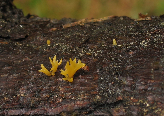 parôžkovec malý Calocera cornea (Fr.) Loud.