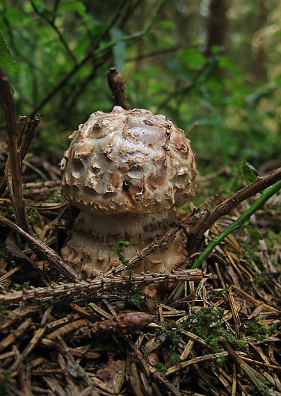 muchotrávka Amanita sp.