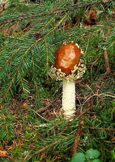 muchotrávka kráľovská Amanita regalis (Fr.) Michael