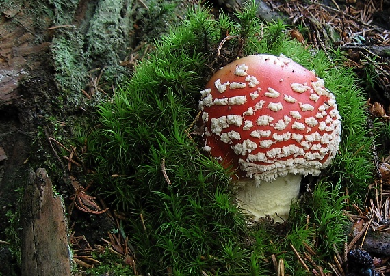 muchotrávka červená Amanita muscaria (L.) Lam.