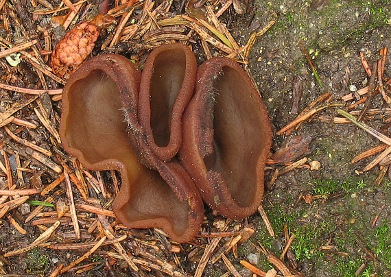 čiaška Peziza sp.