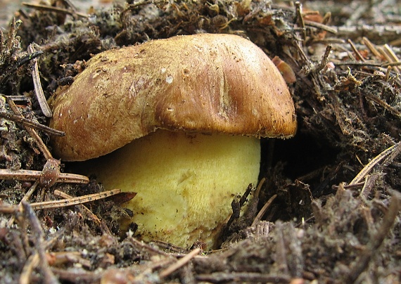 hríb horský Butyriboletus subappendiculatus (Dermek, Lazebn. & J. Veselský) D. Arora & J.L. Frank