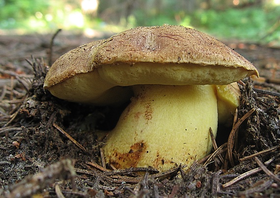 hríb horský Butyriboletus subappendiculatus (Dermek, Lazebn. & J. Veselský) D. Arora & J.L. Frank