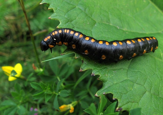 mora mrkvová Cucullia lucifuga
