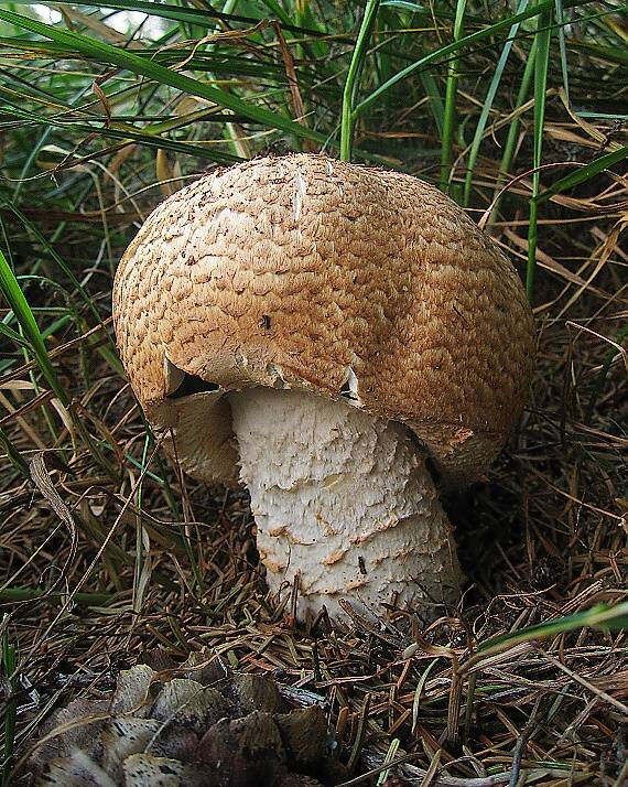 pečiarka obrovská Agaricus augustus Fr.