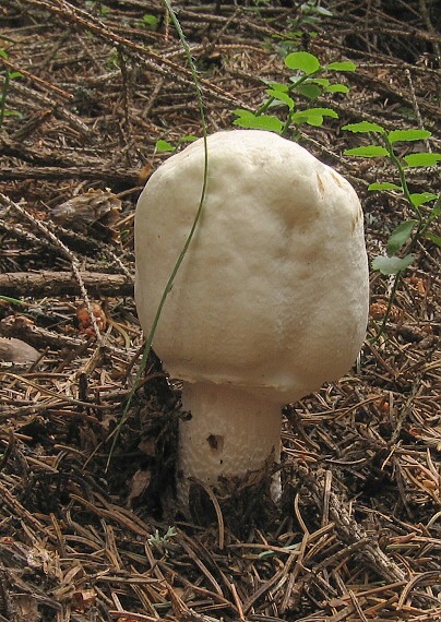 pečiarka ovčia Agaricus arvensis Schaeff.