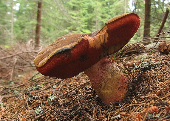 hríb zrnitohlúbikový Neoboletus luridiformis (Rostk.) G. Wu & Zhu L. Yang