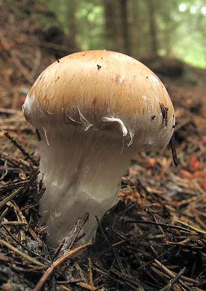pavučinovec Cortinarius sp.