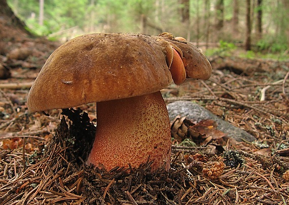 hríb zrnitohlúbikový Neoboletus luridiformis (Rostk.) G. Wu & Zhu L. Yang