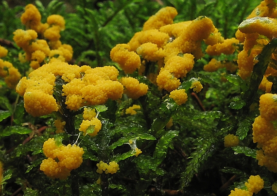slizovka Myxomycetes