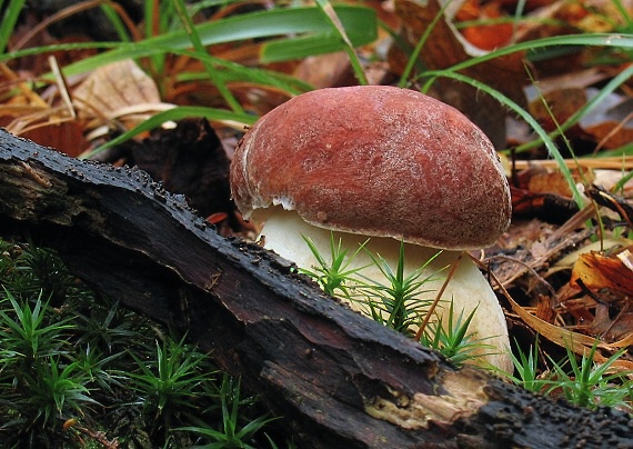 hríb sosnový Boletus pinophilus Pil. et Dermek in Pil.