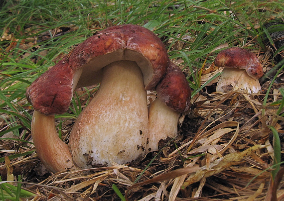 hríb sosnový Boletus pinophilus Pil. et Dermek in Pil.
