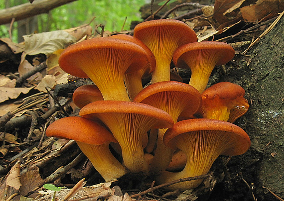 kališník hnedooranžový Omphalotus olearius (DC.) Singer