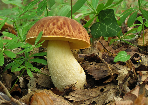hríb jamkatý Hemileccinum depilatum (Redeuilh) Šutara