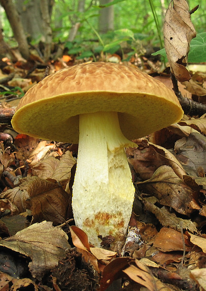 hríb jamkatý Hemileccinum depilatum (Redeuilh) Šutara