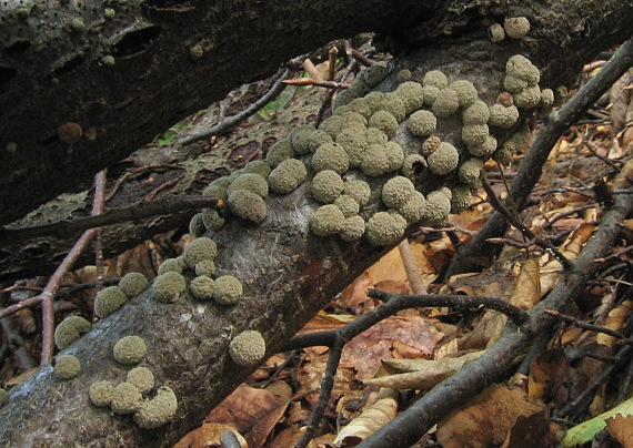 drevovček Hypoxylon sp.