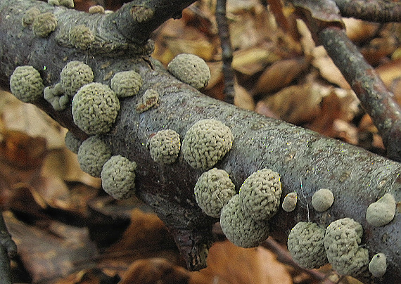 drevovček sp. Hypoxylon sp.