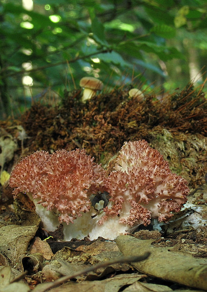 strapačka Ramaria sp.