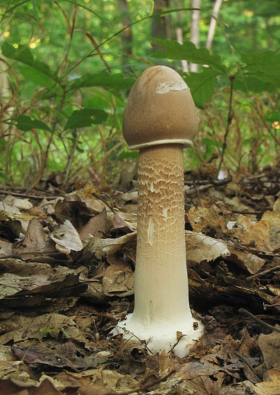 bedľa vysoká Macrolepiota procera (Scop.) Singer