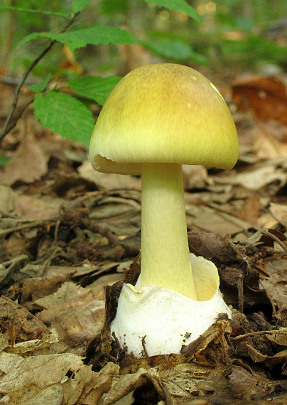 muchotrávka zelená Amanita phalloides (Vaill. ex Fr.) Link