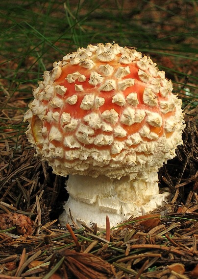 muchotrávka červená Amanita muscaria (L.) Lam.