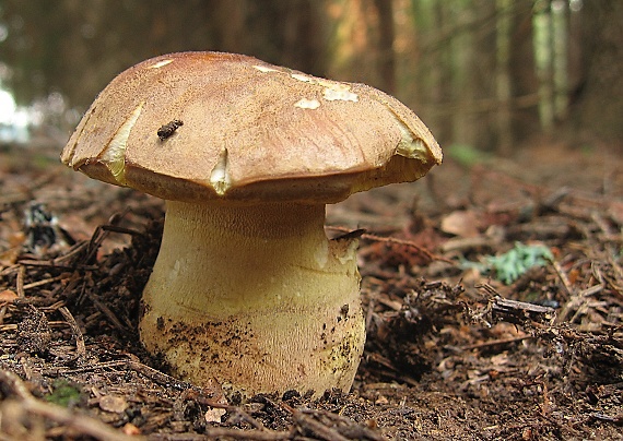 hríb horský Butyriboletus subappendiculatus (Dermek, Lazebn. & J. Veselský) D. Arora & J.L. Frank
