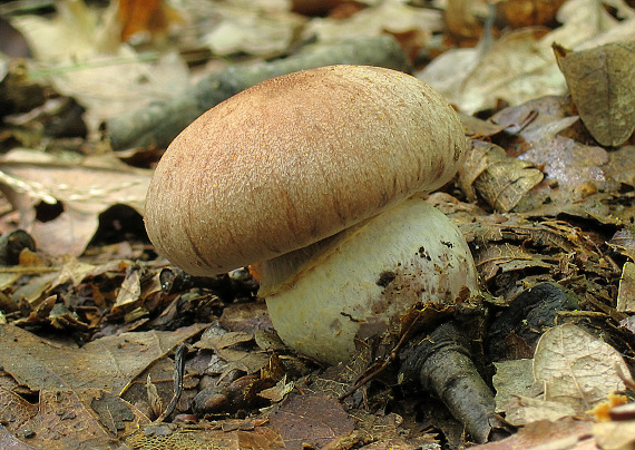 pavučinovec prstencový Cortinarius torvus (Fr.) Fr.