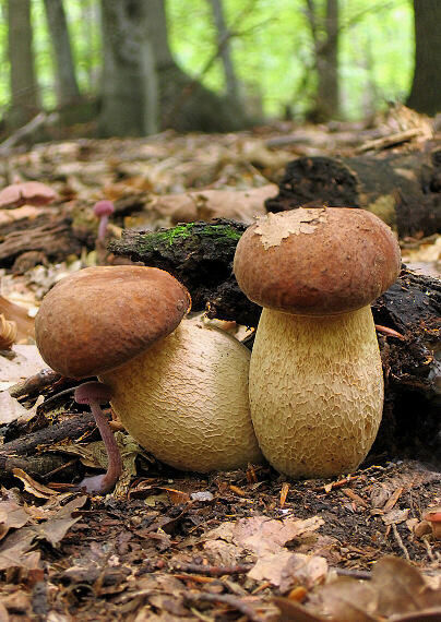 hríb dubový Boletus reticulatus Schaeff.