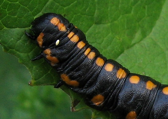 mora mrkvová Cucullia lucifuga