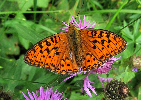 perlovec fialkový Argynnis adippe