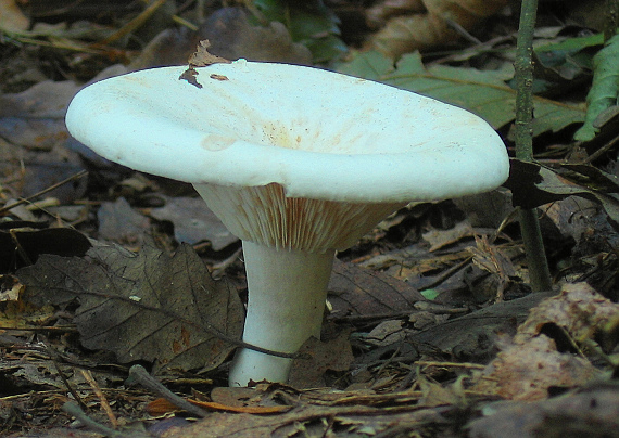 čechratec Leucopaxillus sp.