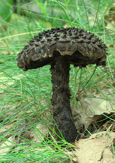 šiškovec šupinatý Strobilomyces strobilaceus (Scop.) Berk.