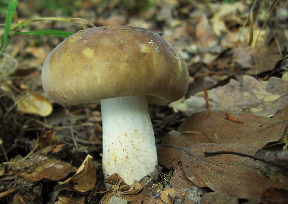 plávka Russula sp.