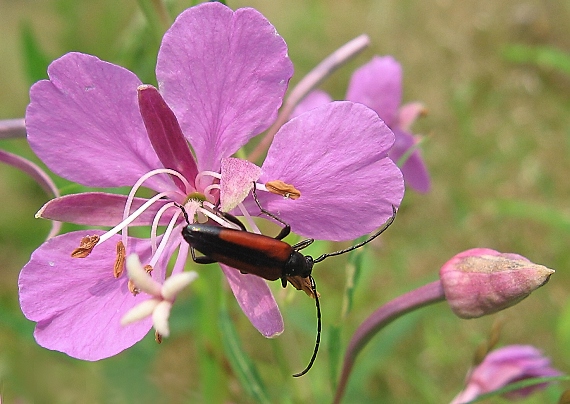 stenurella melanura (Cerambycidae) - samička