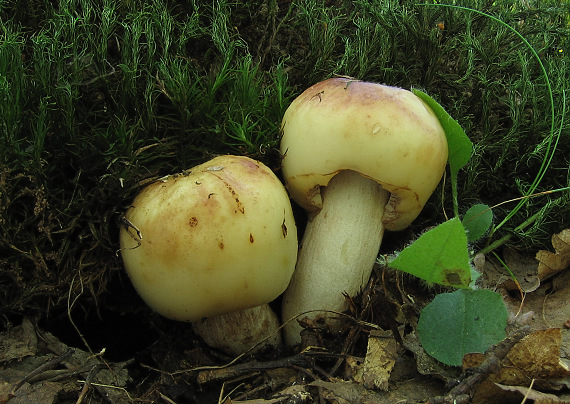 plávka smradľavá Russula foetens Pers.