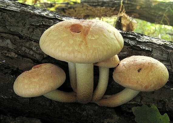strapcovka tehlovočervená Hypholoma lateritium (Schaeff.) P. Kumm.
