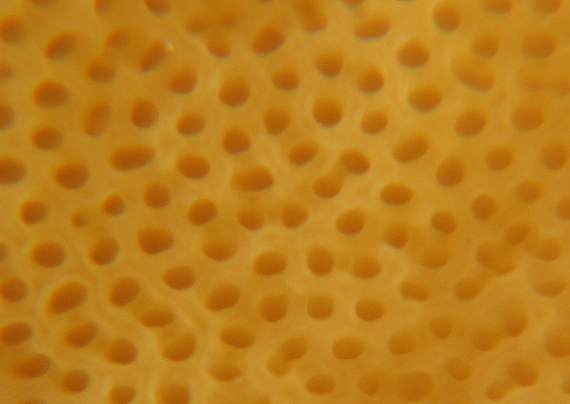 hríb plavý Hemileccinum impolitum (Fr.) Šutara