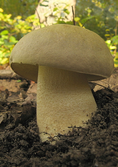 hríb plavý Hemileccinum impolitum (Fr.) Šutara