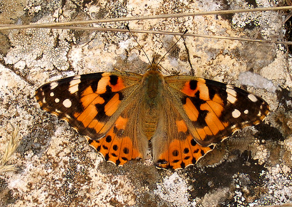babôčka bodliaková Vanessa cardui
