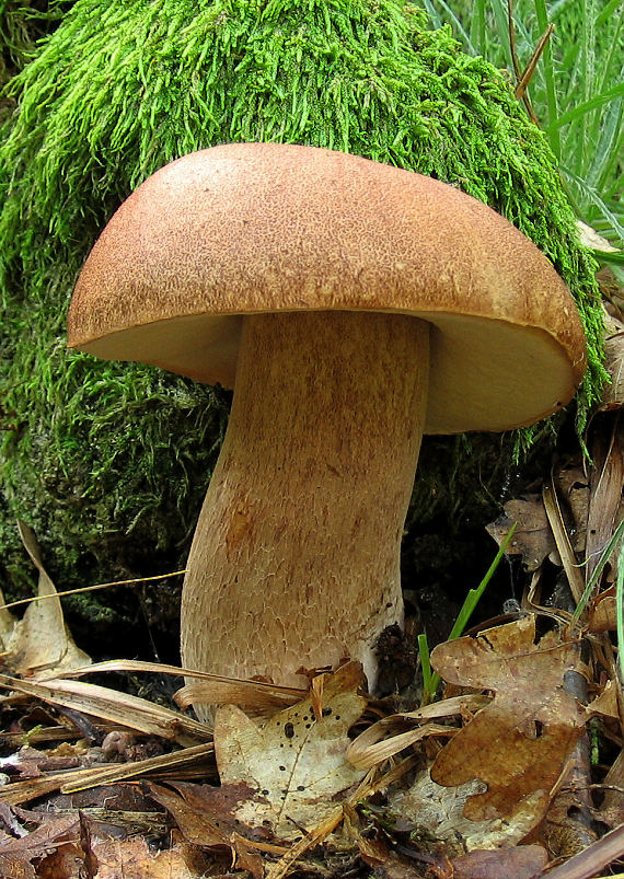 hríb dubový Boletus reticulatus Schaeff.