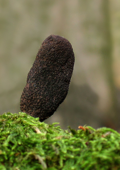 drevnatec kyjakovitý Xylaria polymorpha (Pers.) Grev.