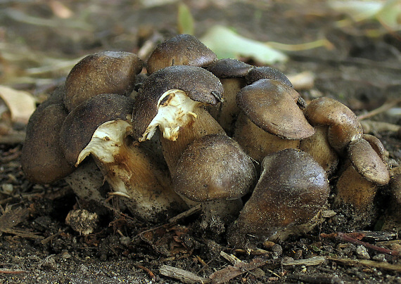 strmulec nakopený Lyophyllum decastes (Fr.) Singer