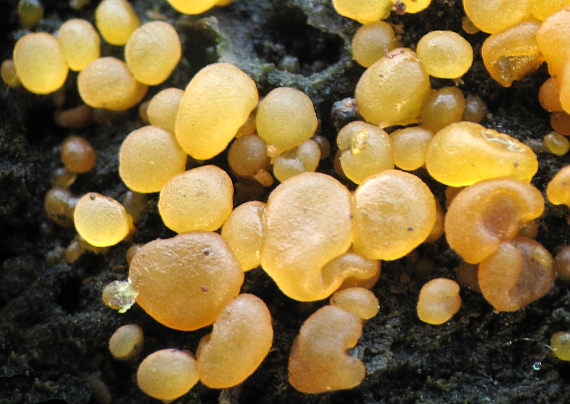 slzovec Dacrymyces sp.
