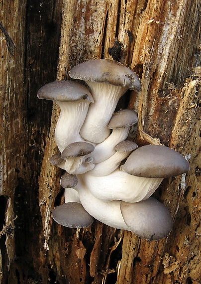 hliva ustricovitá Pleurotus ostreatus (Jacq.) P. Kumm.