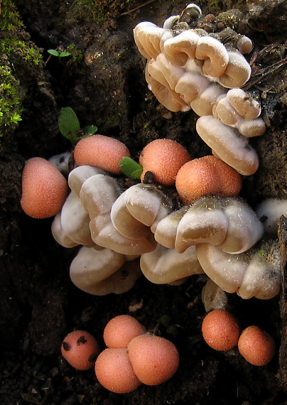 vlčinka červená + Uchovka pásikavá Lycogala epidendrum + Auricularia mesenterica