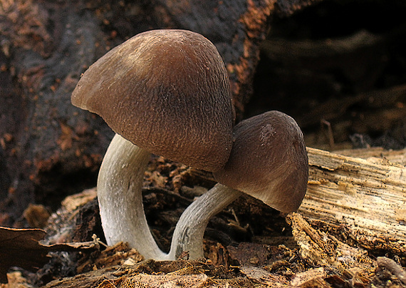 štítovka nízka Pluteus nanus (Pers.) P. Kumm.